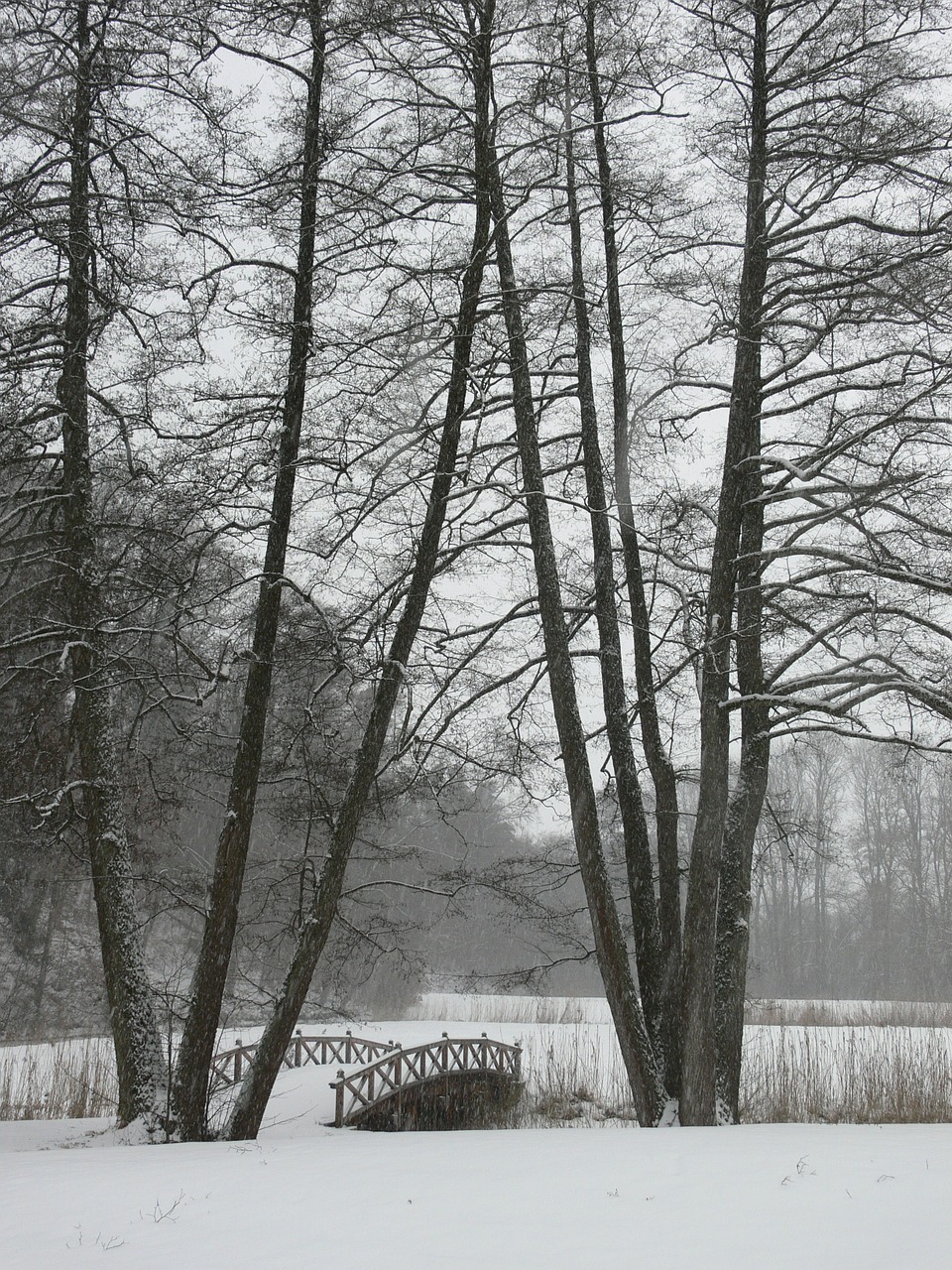 winter trees web free photo