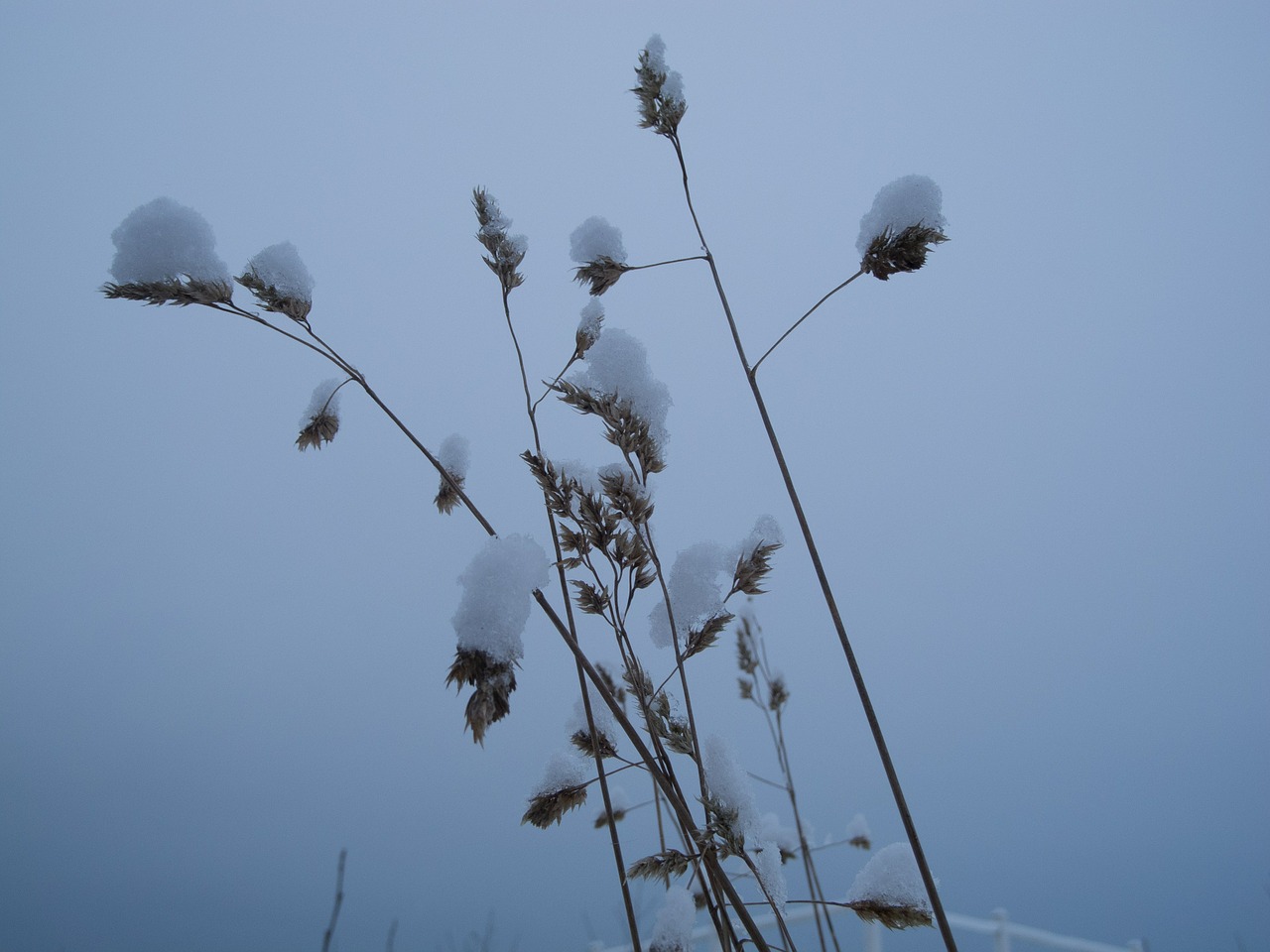 winter snow frozen free photo