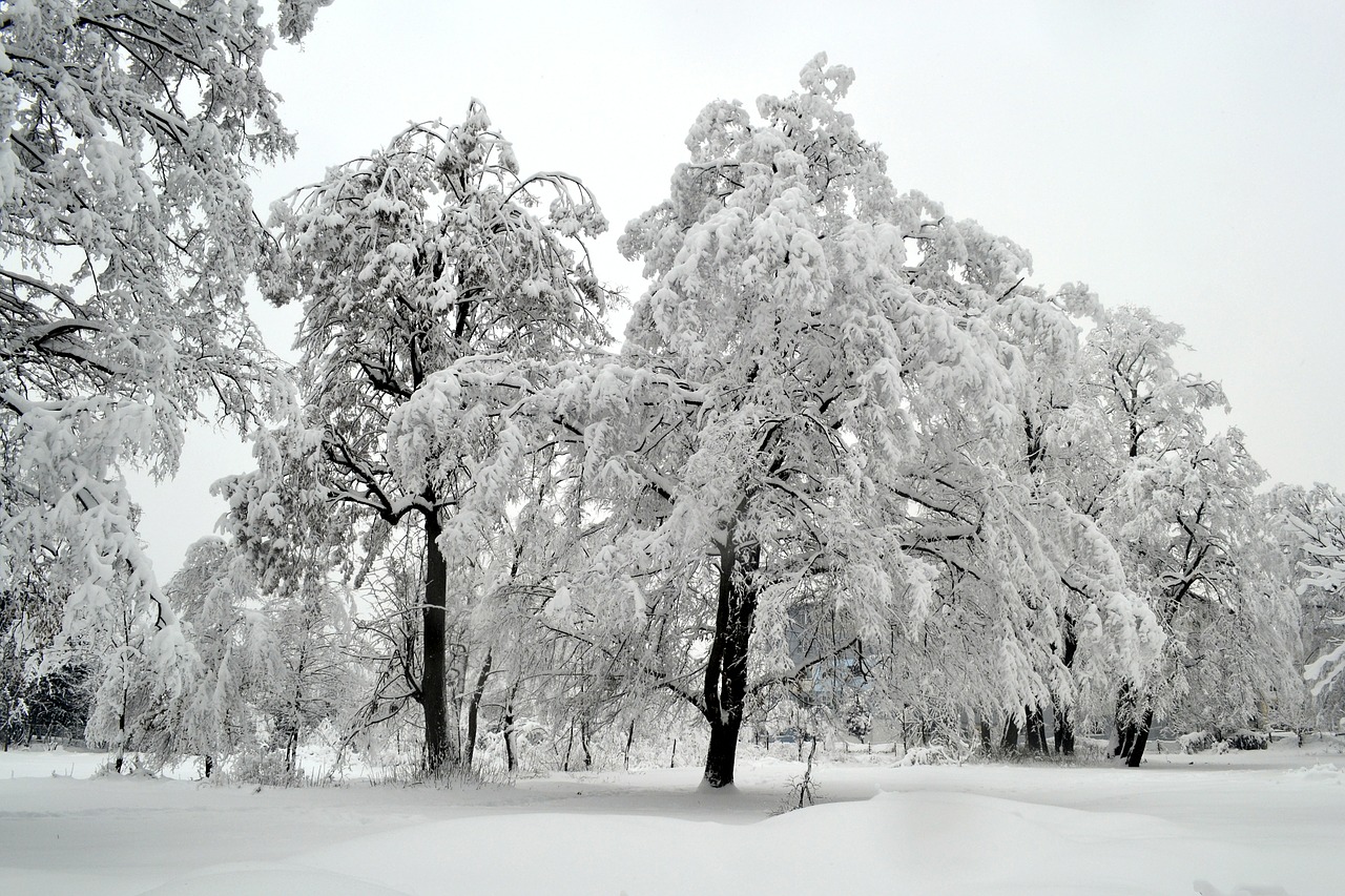 winter tree white free photo