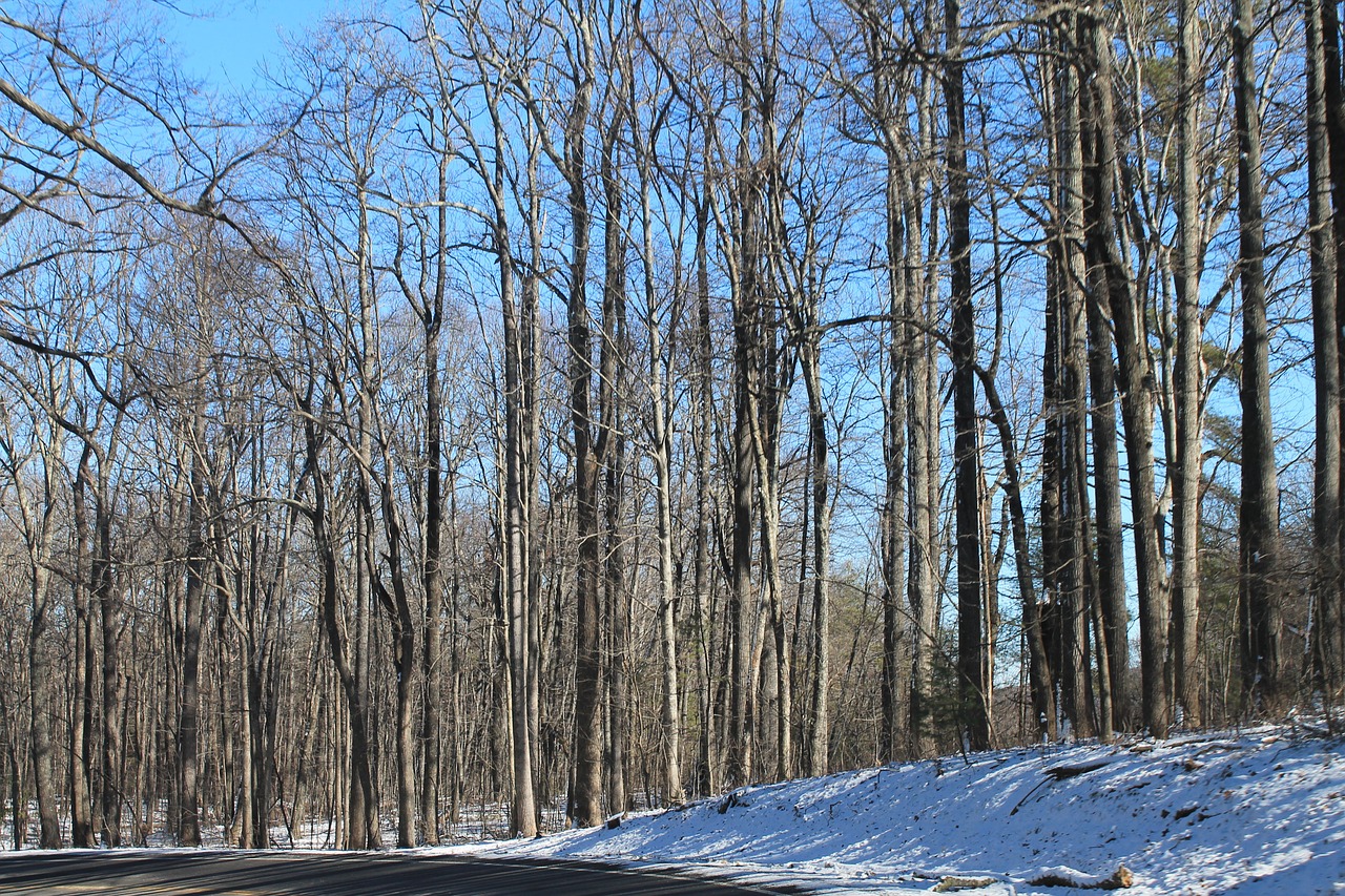 winter trees texture free photo