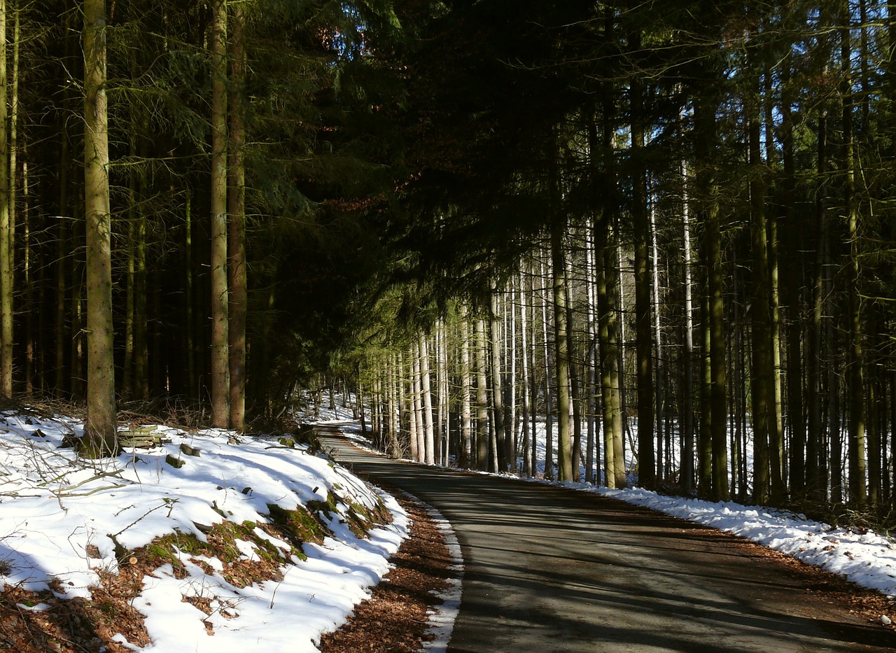 winter forest forest path free photo