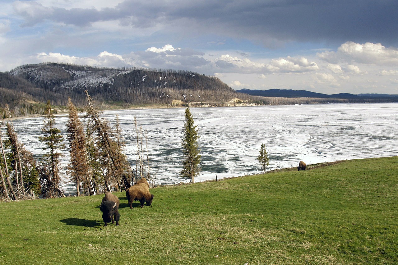 winter yellowstone national park wyoming free photo