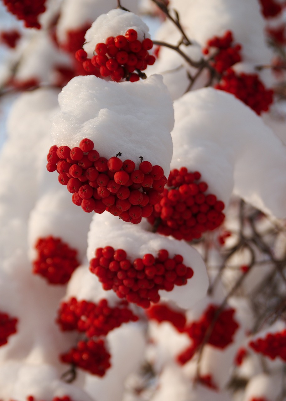 winter rowan berries nature free photo