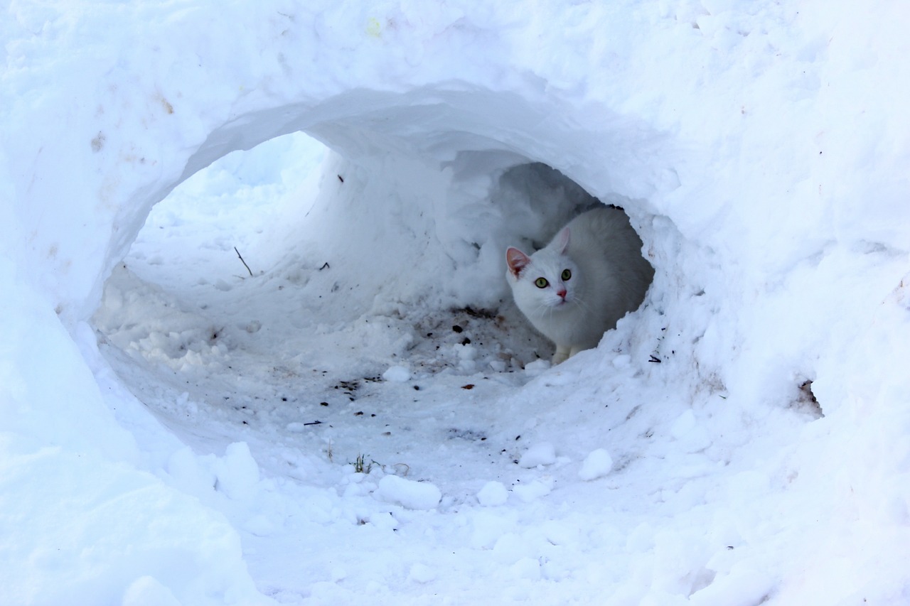 winter cat snow free photo