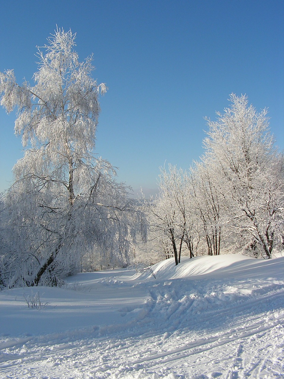 winter landscape trees free photo