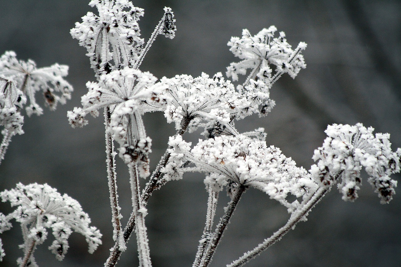 winter frozen icing free photo