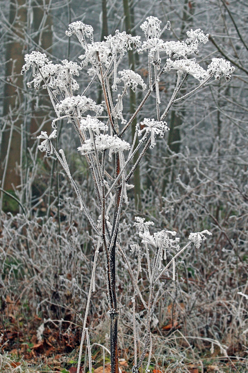 winter frozen icing free photo