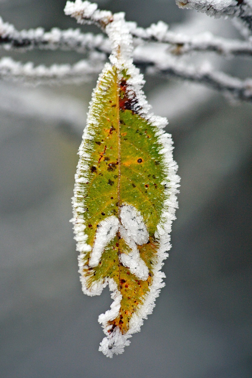 winter frozen icing free photo