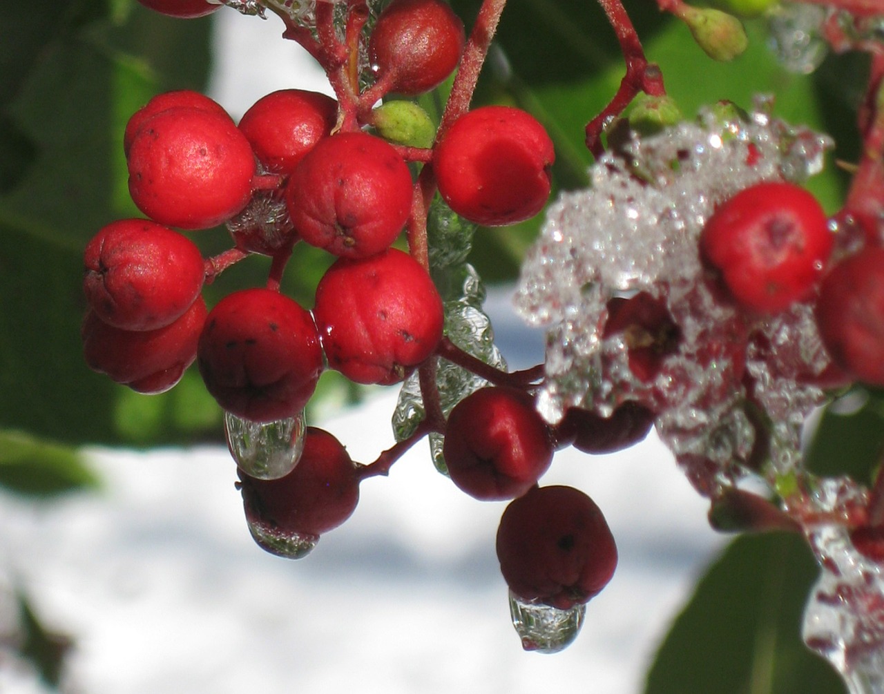 winter frost berries free photo