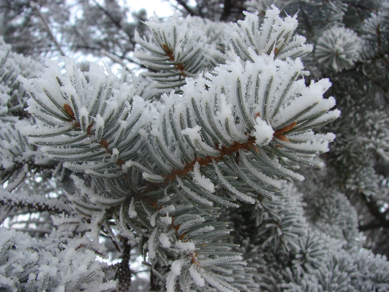 winter snow pine free photo