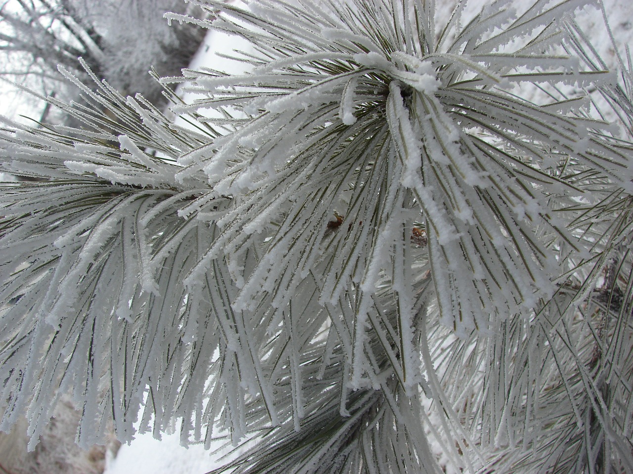 winter snow pine free photo