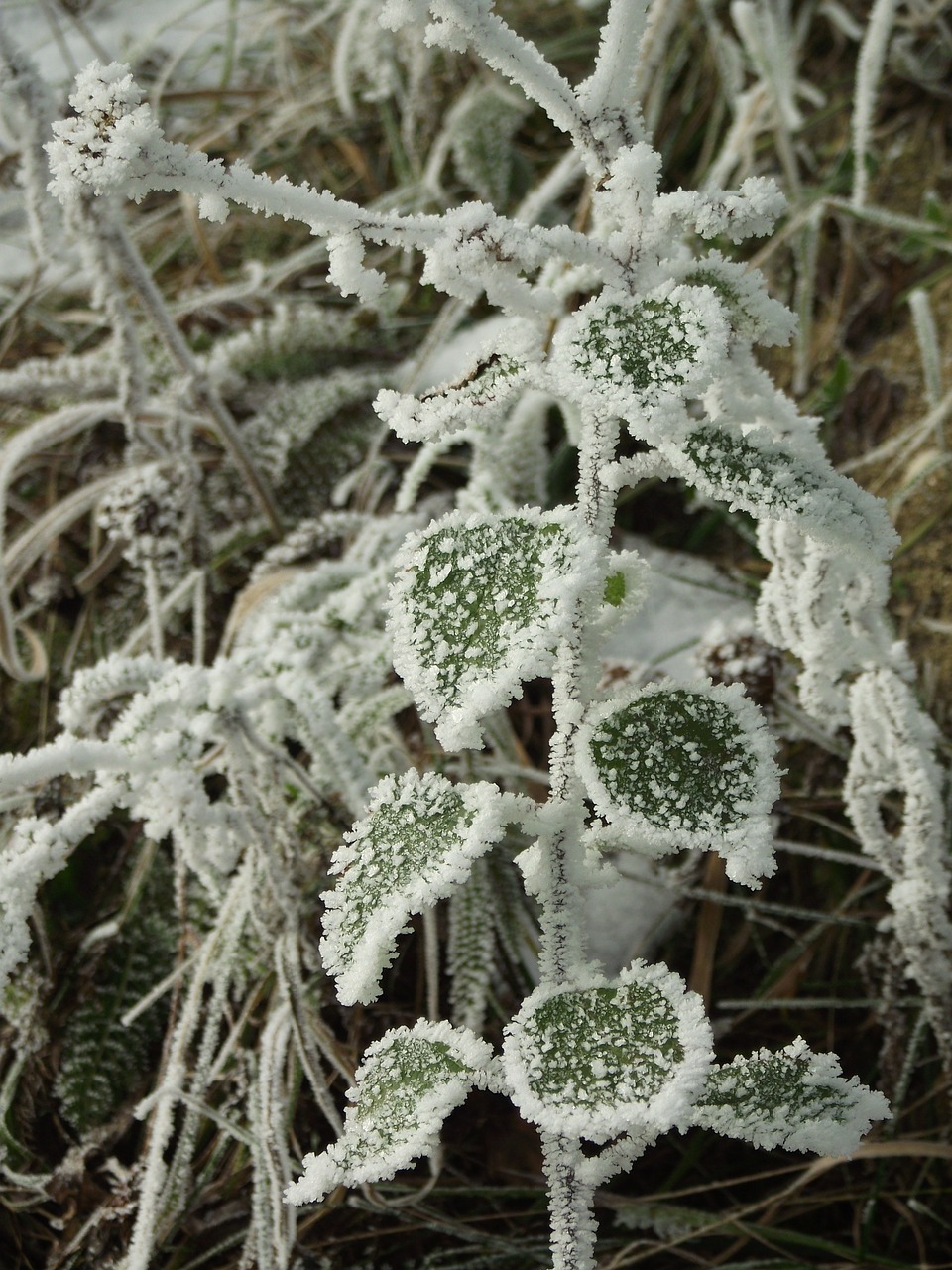 winter frost frozen free photo