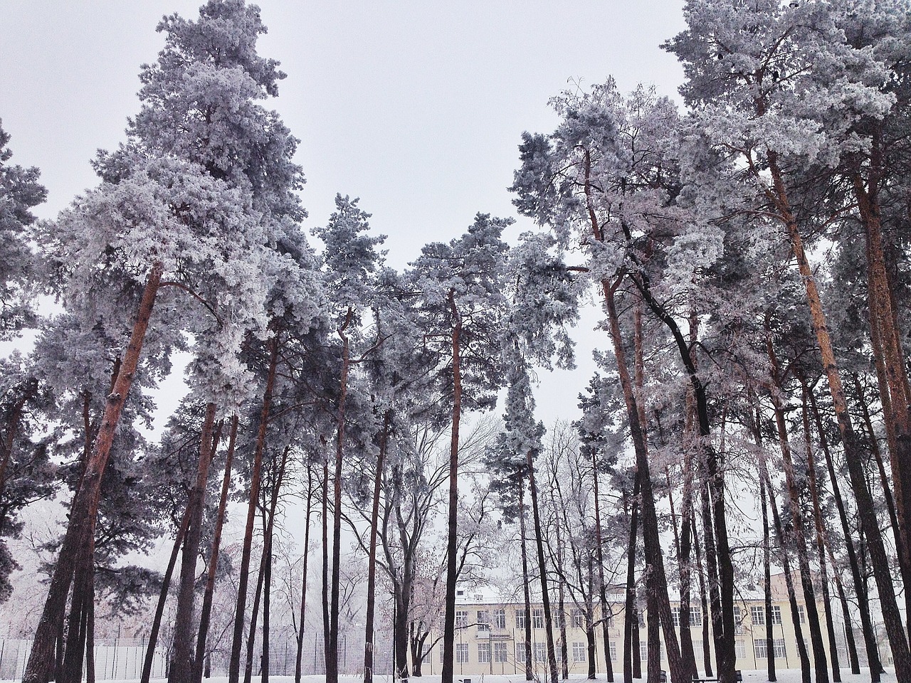 winter schnee bäume free photo