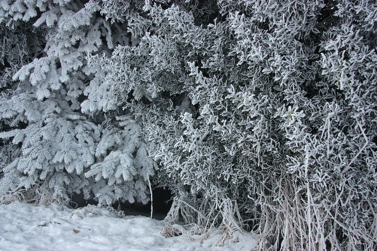 winter ripe eiskristalle free photo