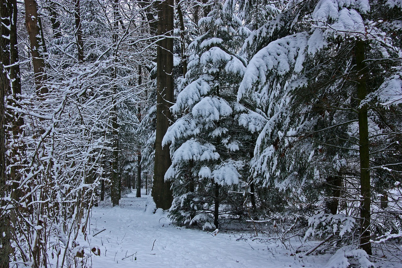 winter forest tree free photo