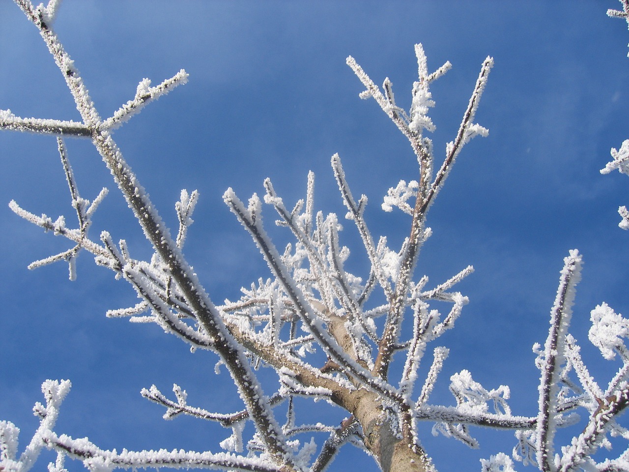 winter hoarfrost cold free photo