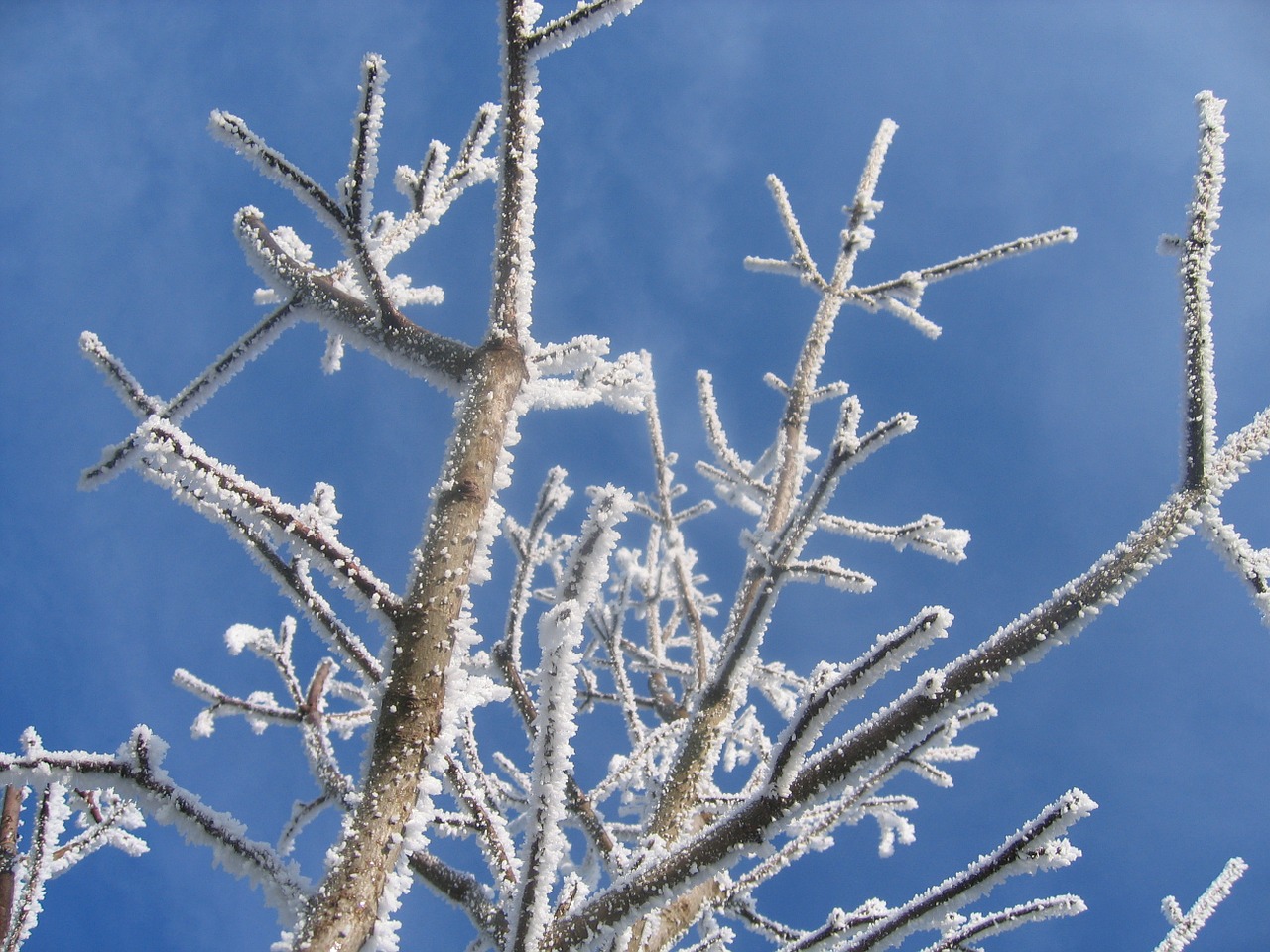 winter hoarfrost cold free photo