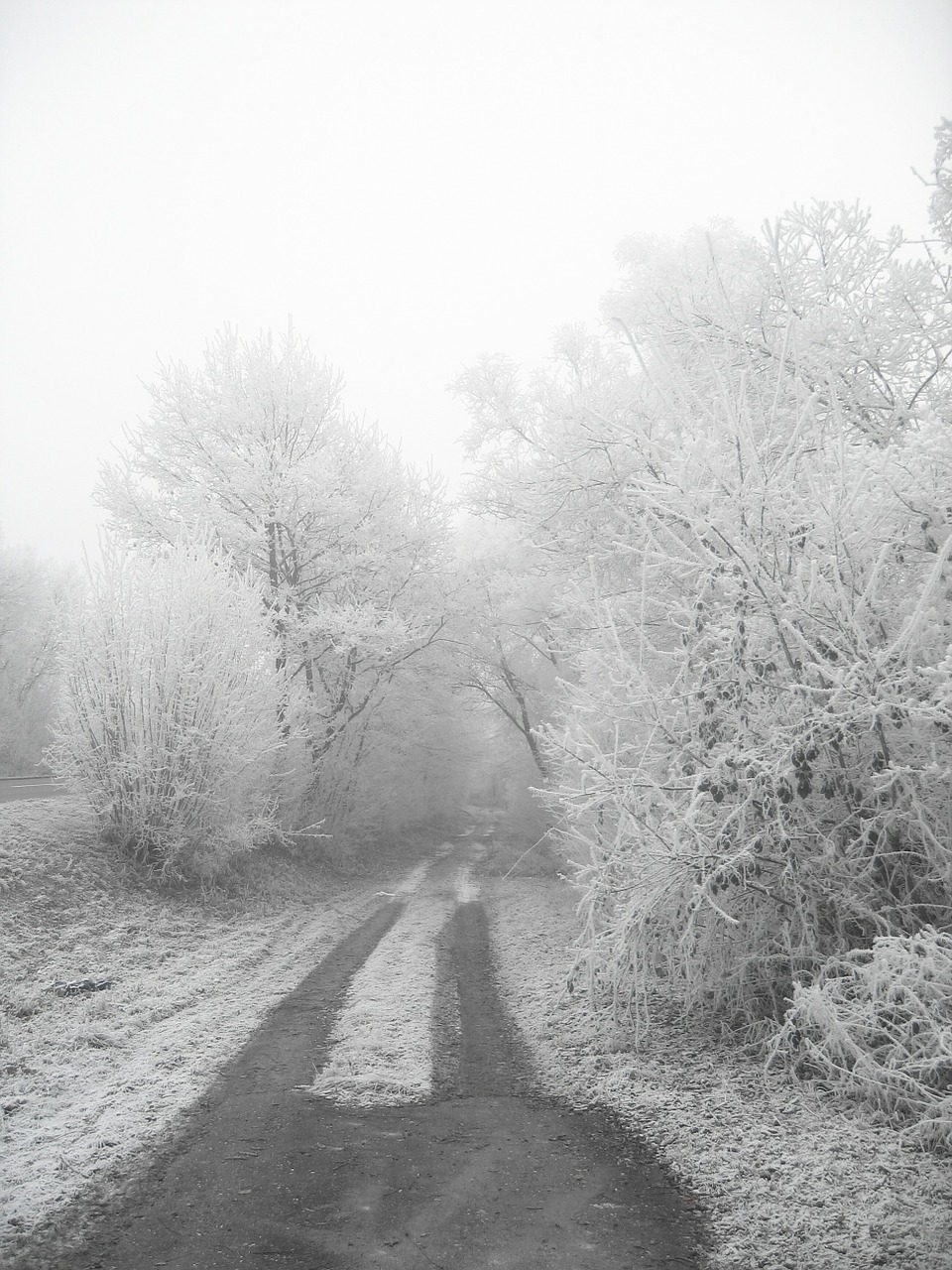 winter hoarfrost cold free photo