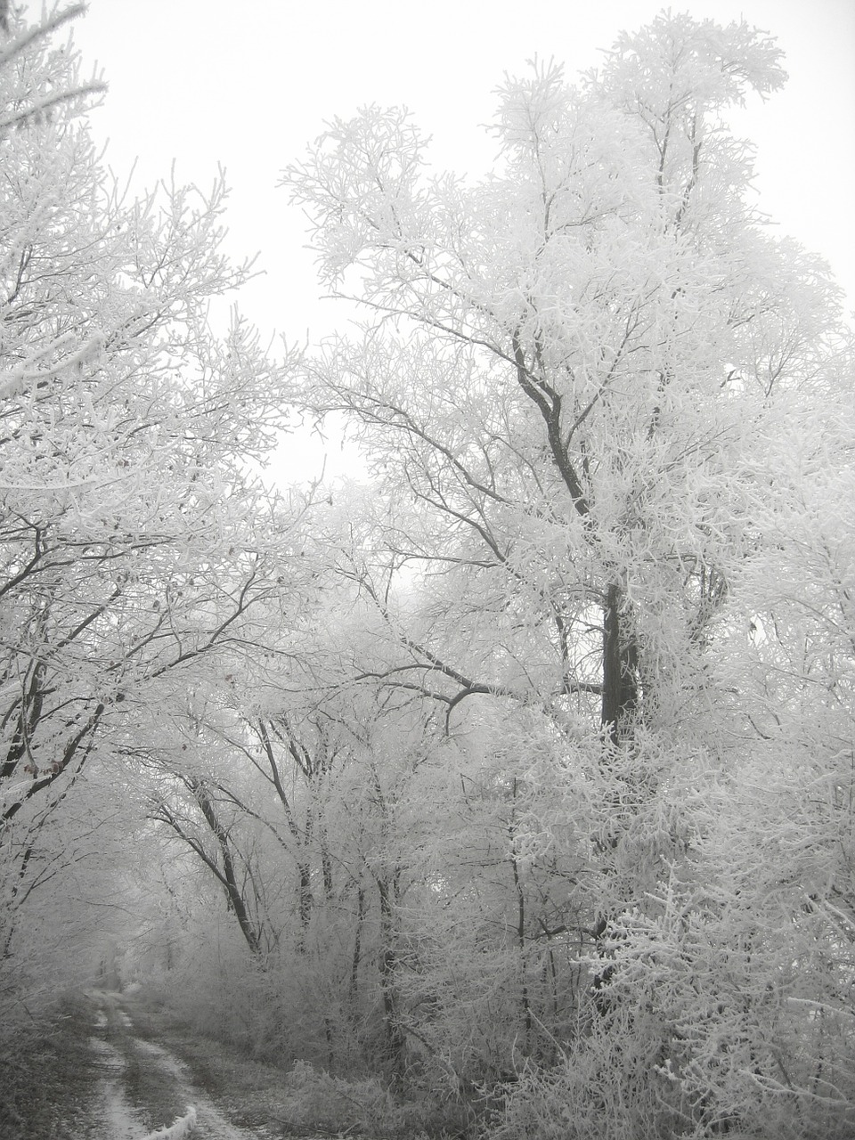 winter hoarfrost cold free photo