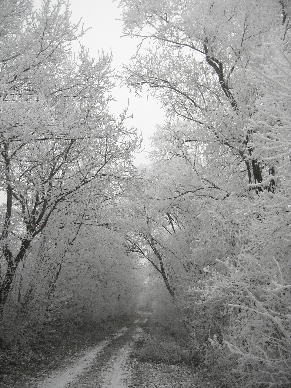 winter hoarfrost cold free photo