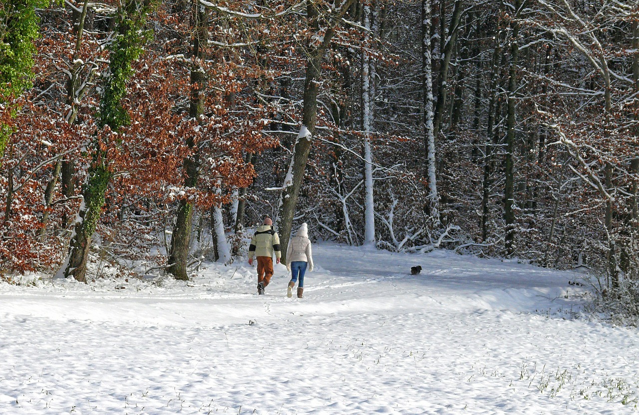 winter snow trees free photo