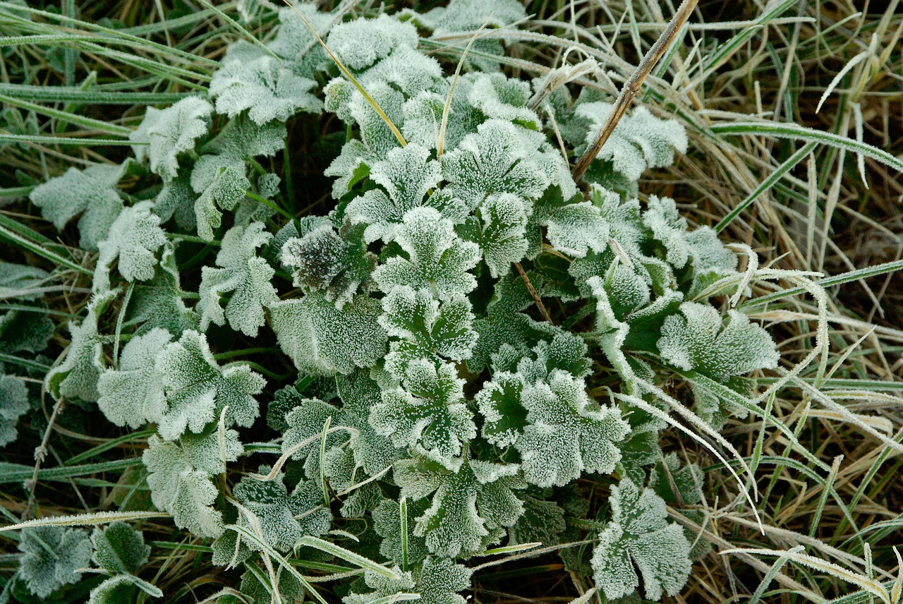 winter frost ice crystals free photo