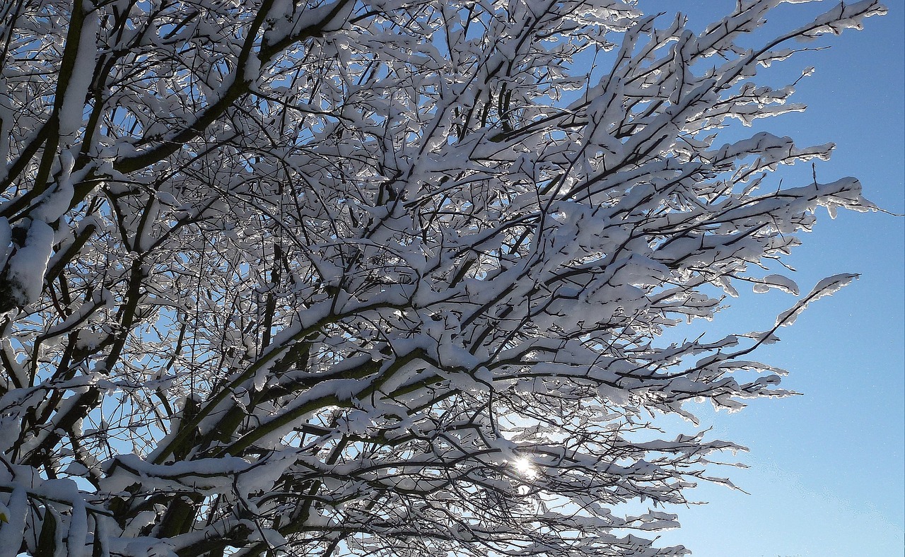 winter snow sun free photo