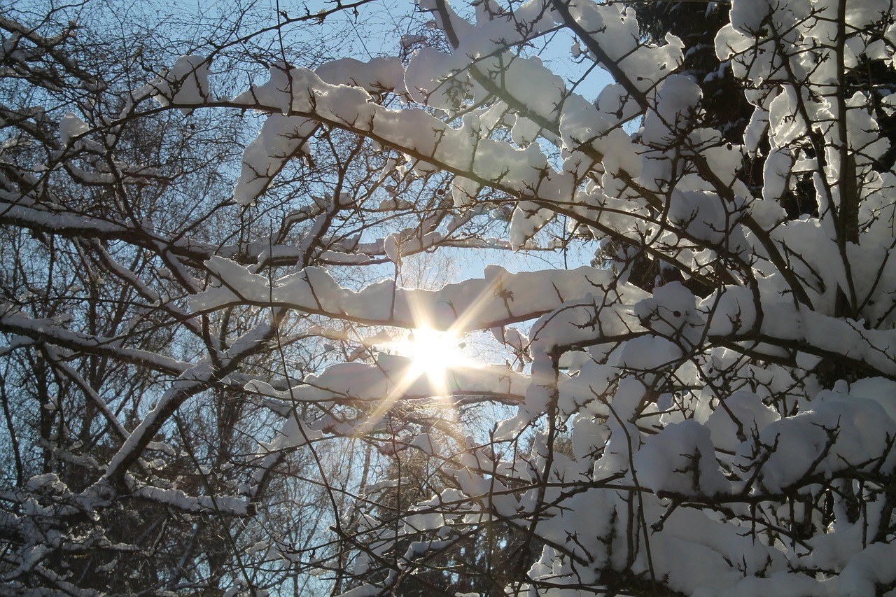 winter snow sun free photo