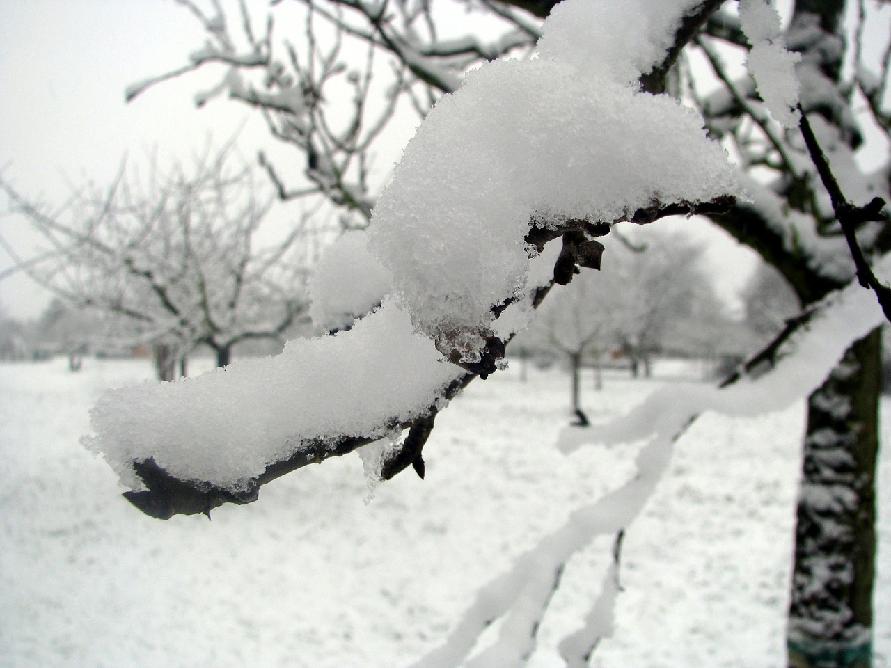 winter snow wintry free photo