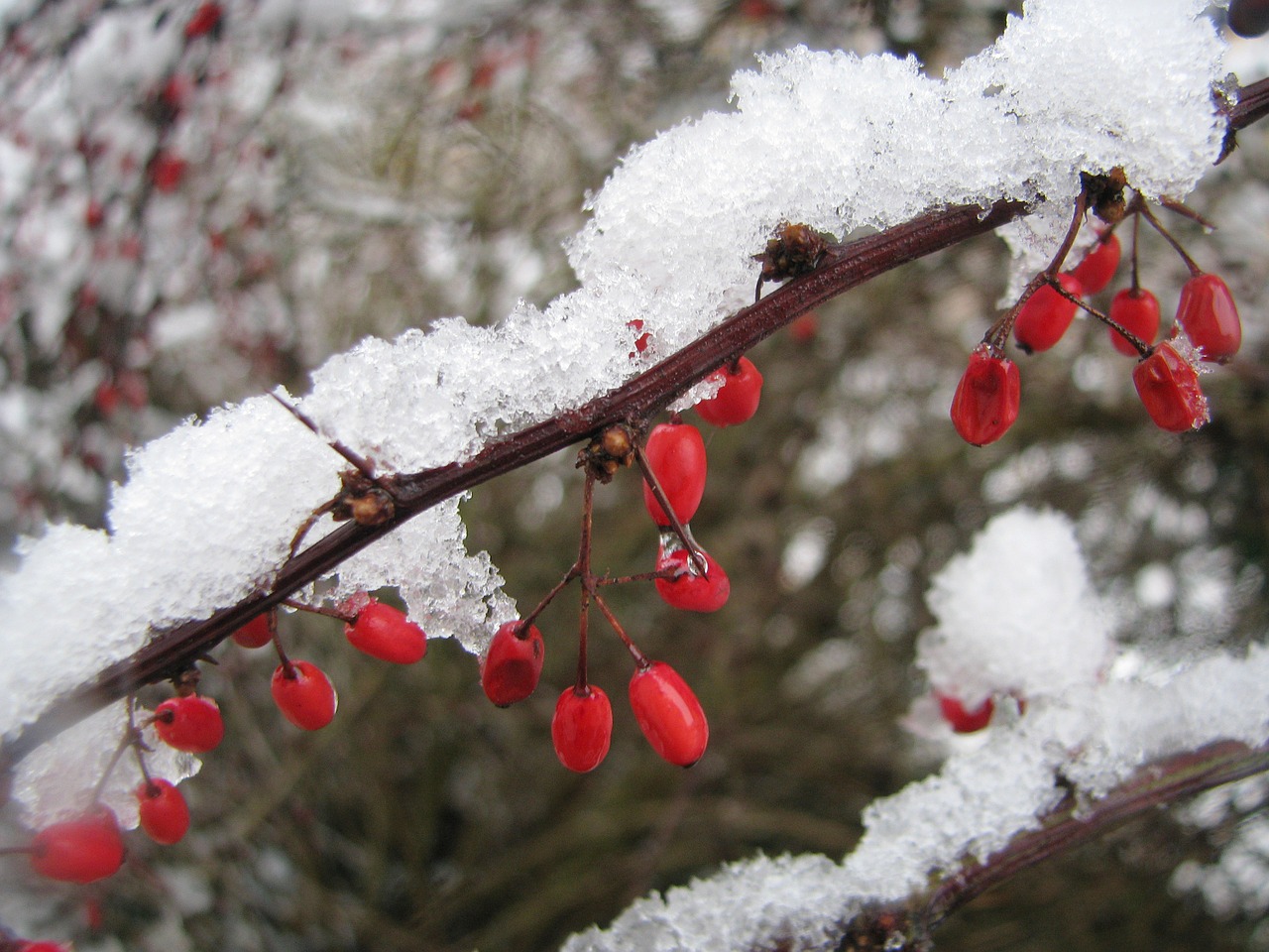 winter snow berries free photo