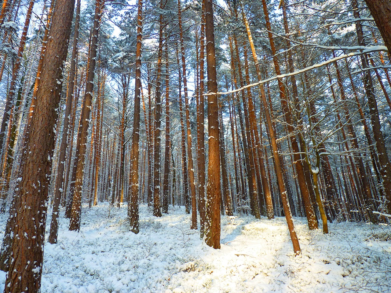 winter forest trees free photo