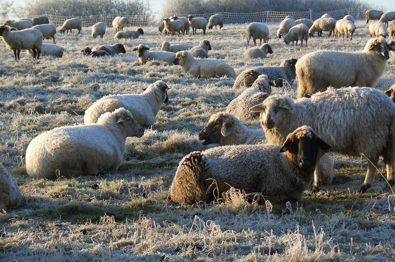 winter sheep cold free photo