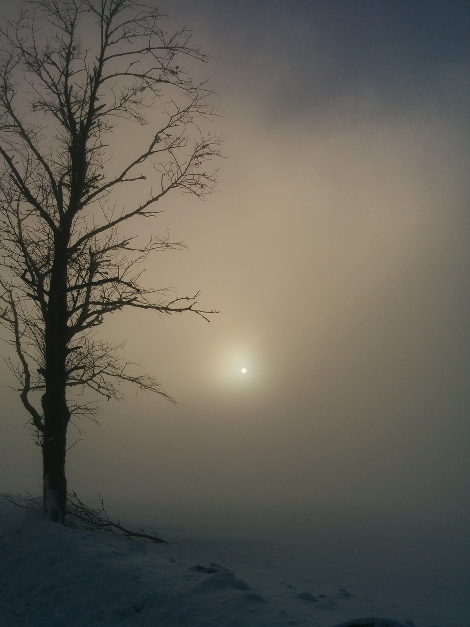 winter fog tree free photo