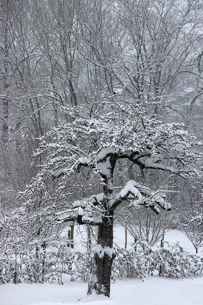 winter snow tree free photo