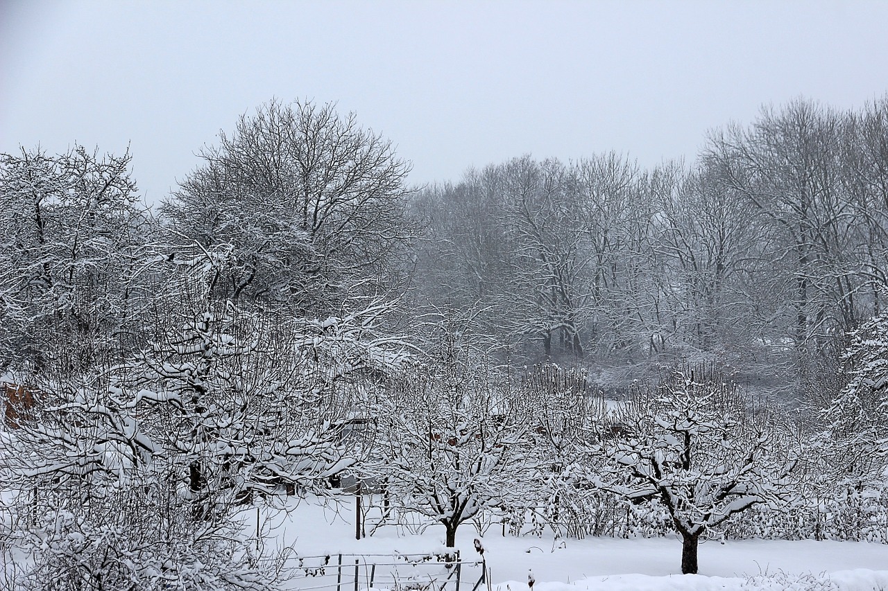 winter snow wintry free photo