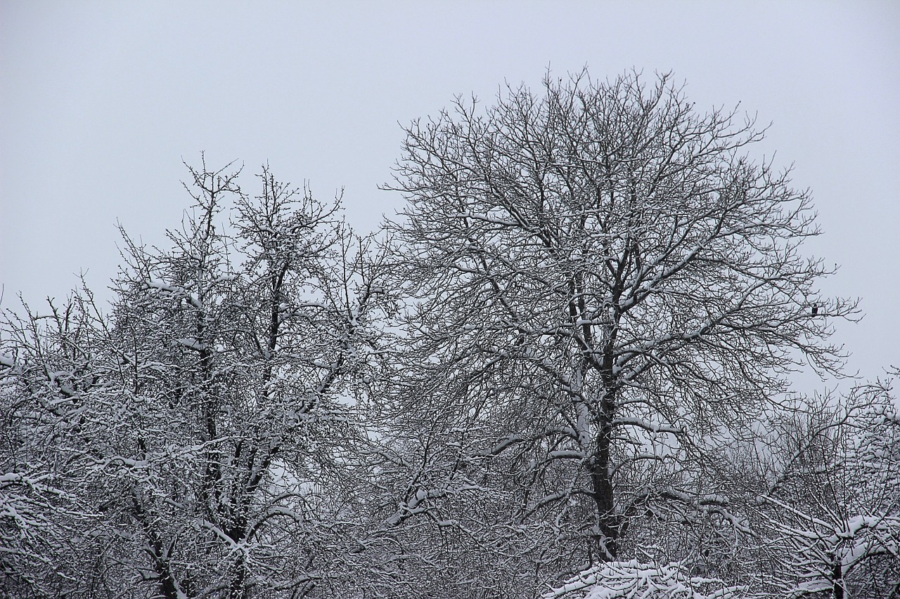 winter snow wintry free photo