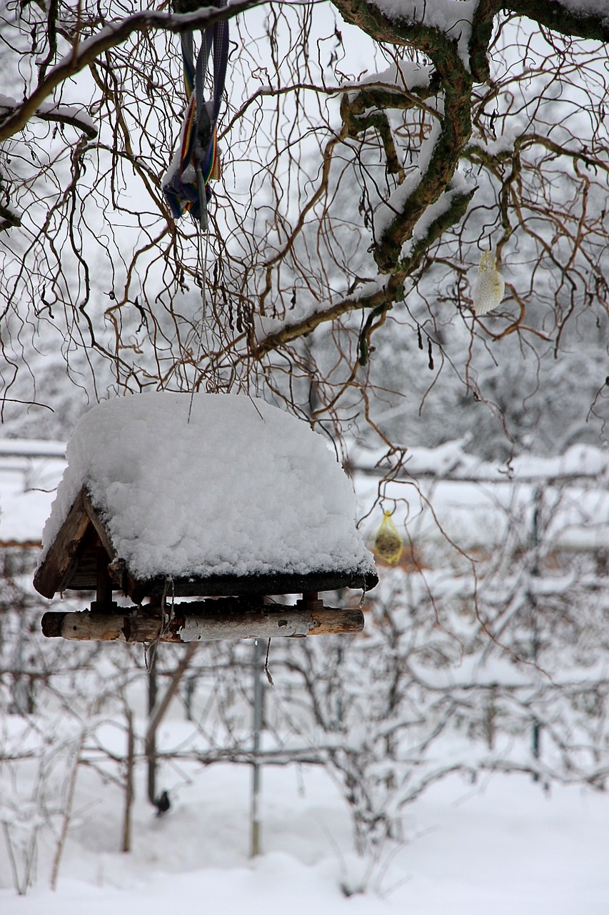 winter snow white free photo