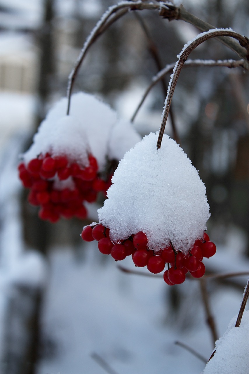 winter berries winter magic free photo