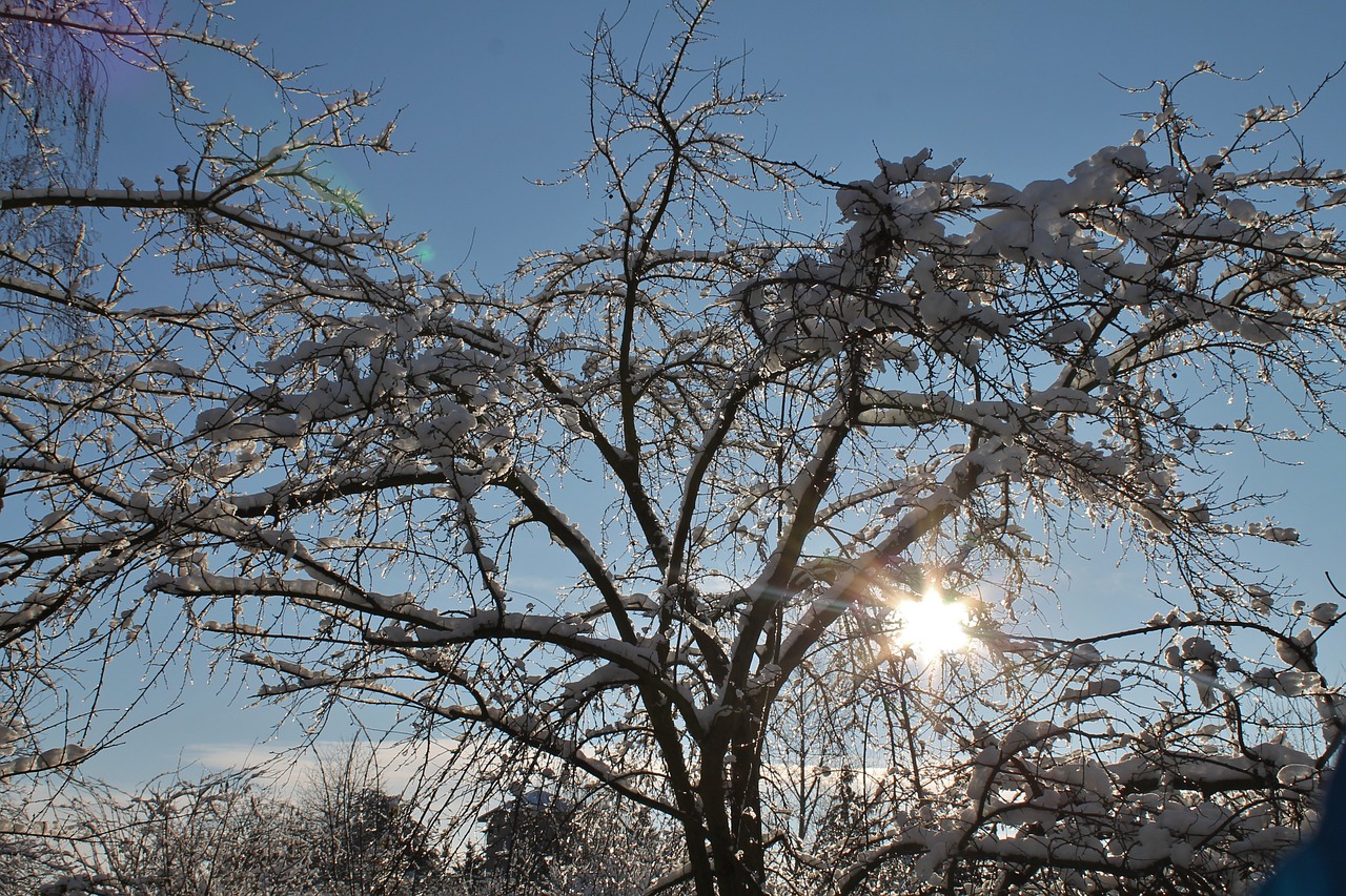 winter snow tree in winter free photo