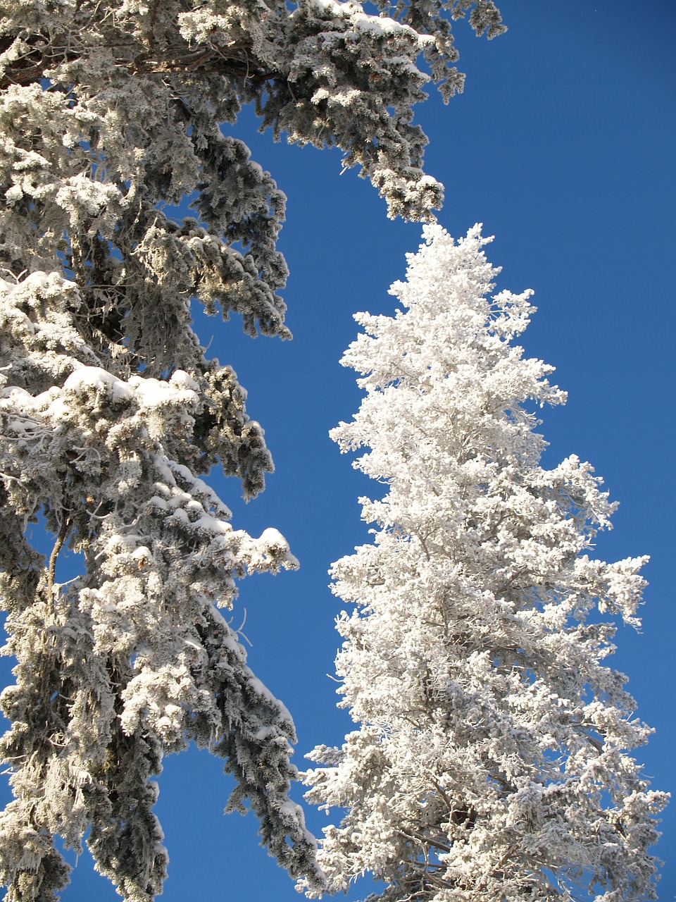 winter trees snow free photo