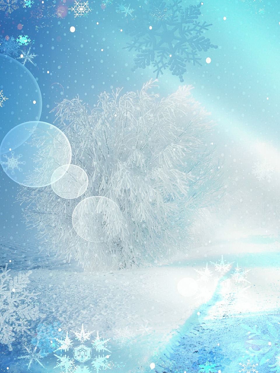 winter winter magic winter dream free photo