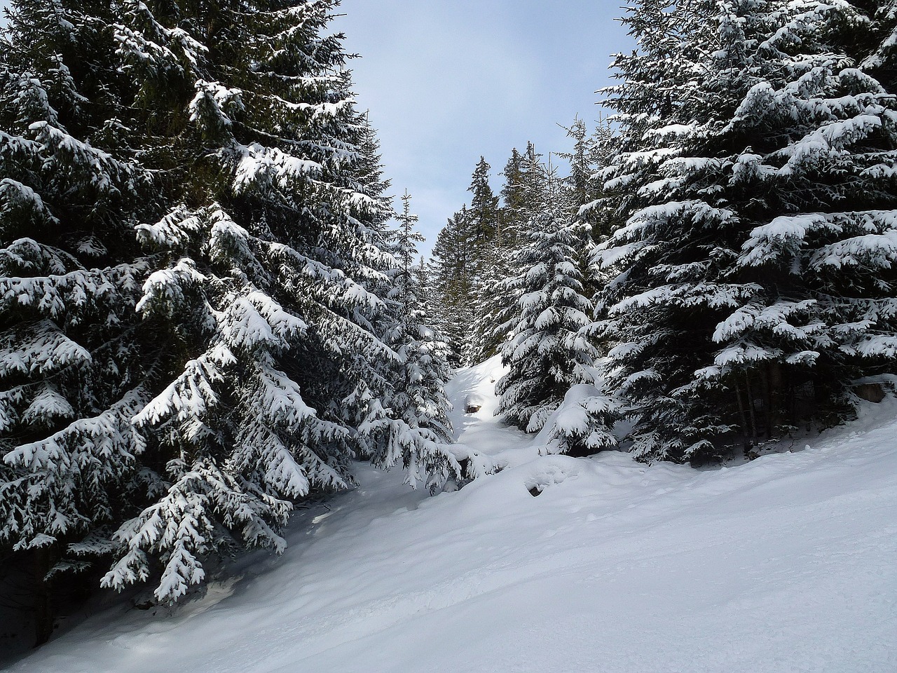 winter forest trees free photo