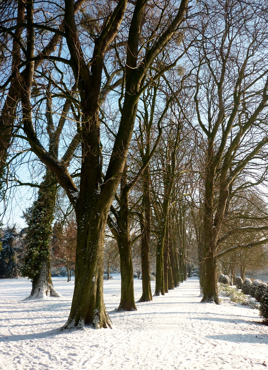 winter snow trees free photo