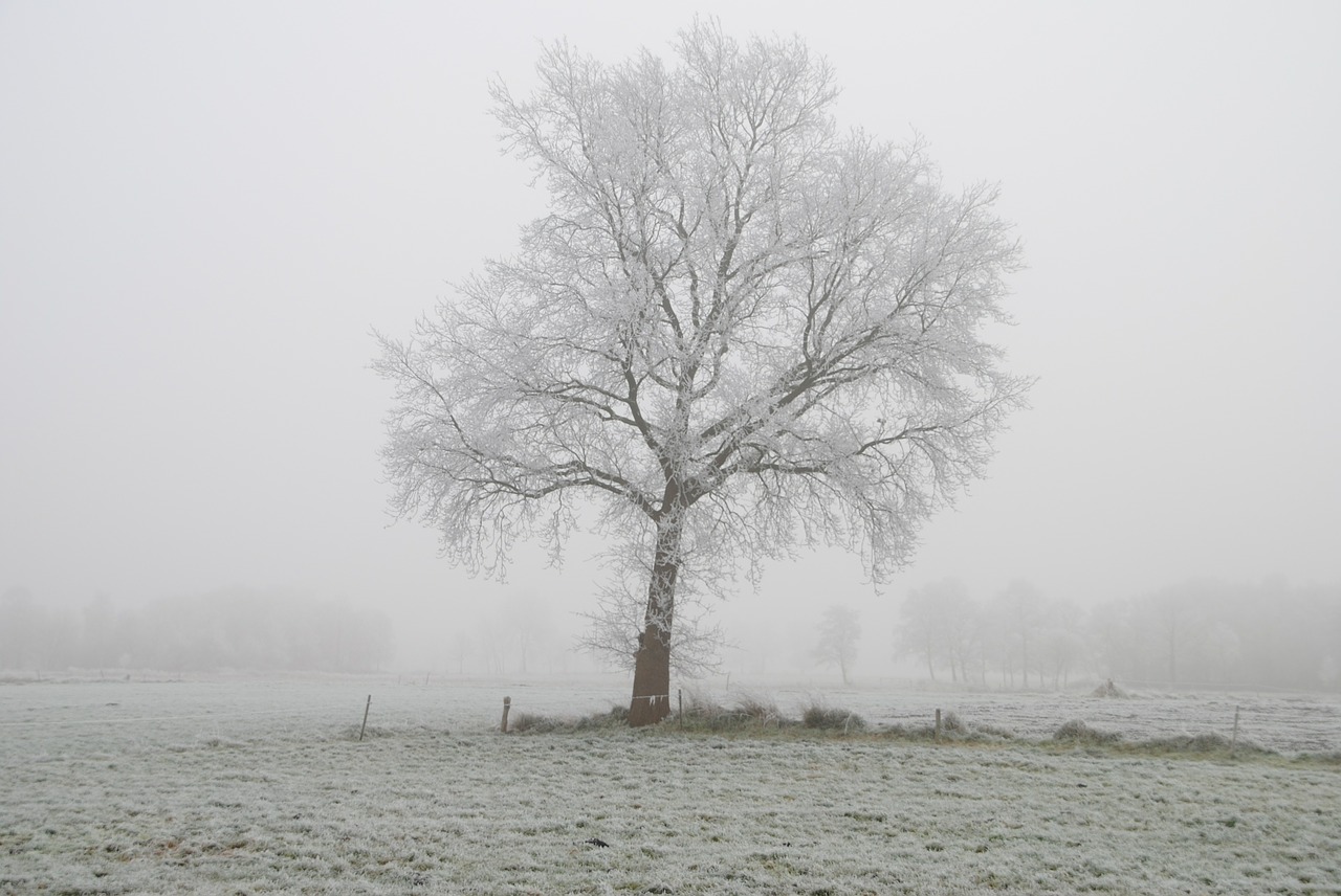 winter frost tree free photo