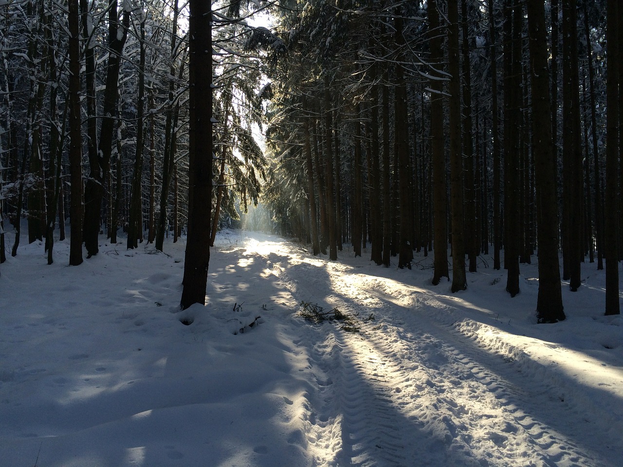 winter forest snow free photo