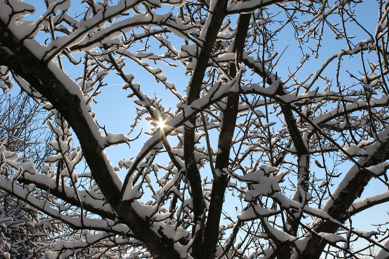 winter snow branches free photo