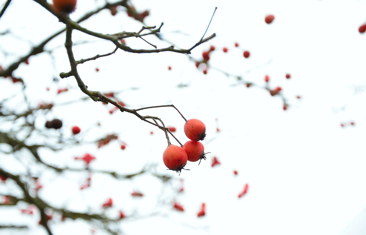 winter berry red tree free photo