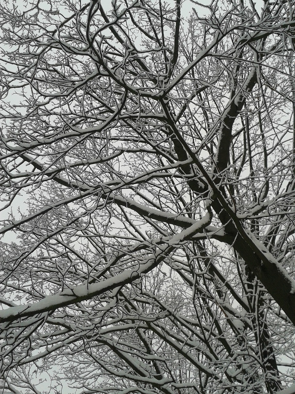 winter snow trees free photo