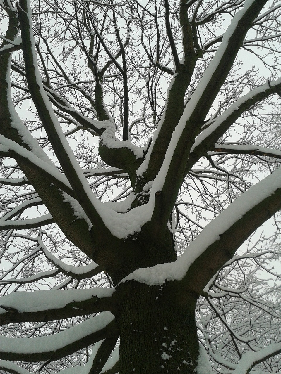 winter snow tree free photo