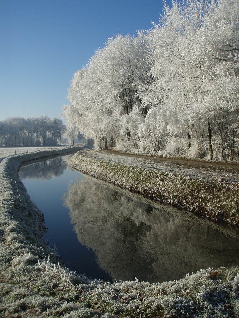 winter mirror trees free photo